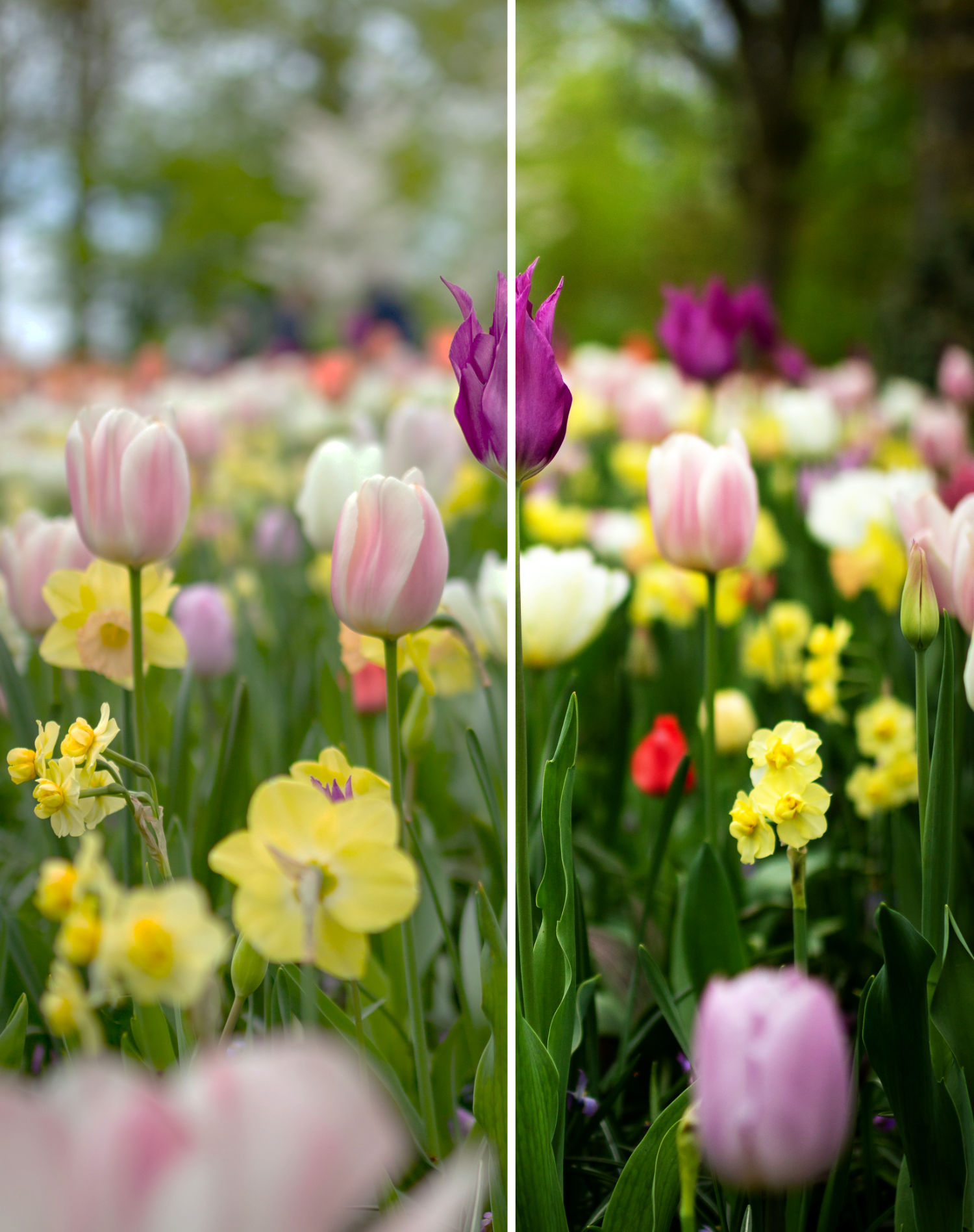 Use filter on Flowers before/After